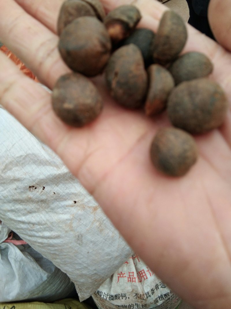 茶仔