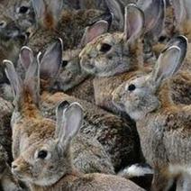 野兔杂交野兔价格伊拉兔多少钱比利时野兔价格
