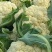 白面青梗松花菜2~3斤紧花乳白大量出库80以上