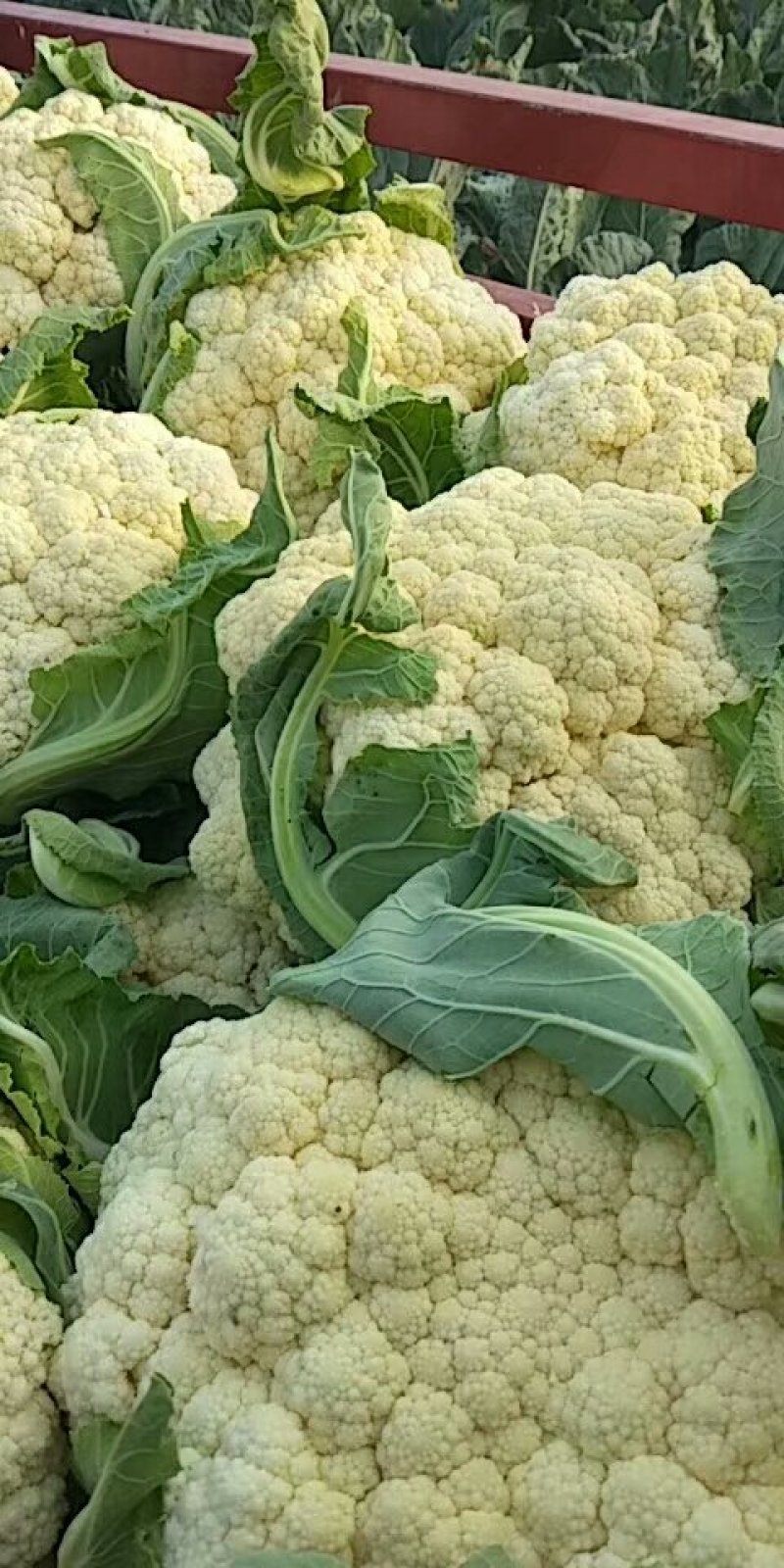 白面青梗松花菜2~3斤紧花乳白大量出库80以上