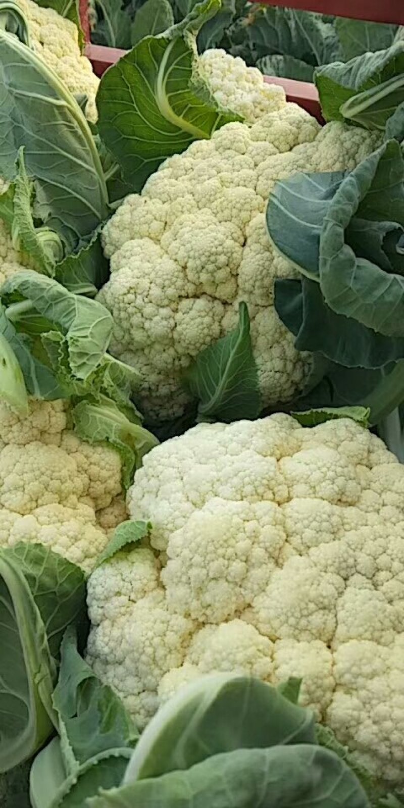 白面青梗松花菜2~3斤紧花乳白大量出库80以上