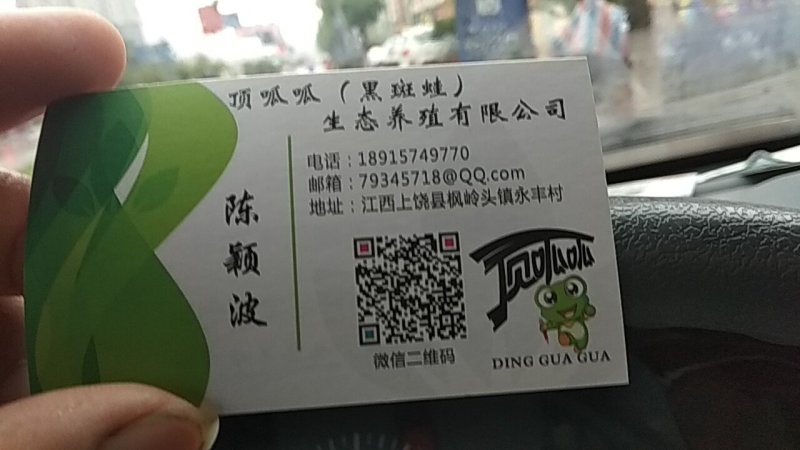 青蛙苗
