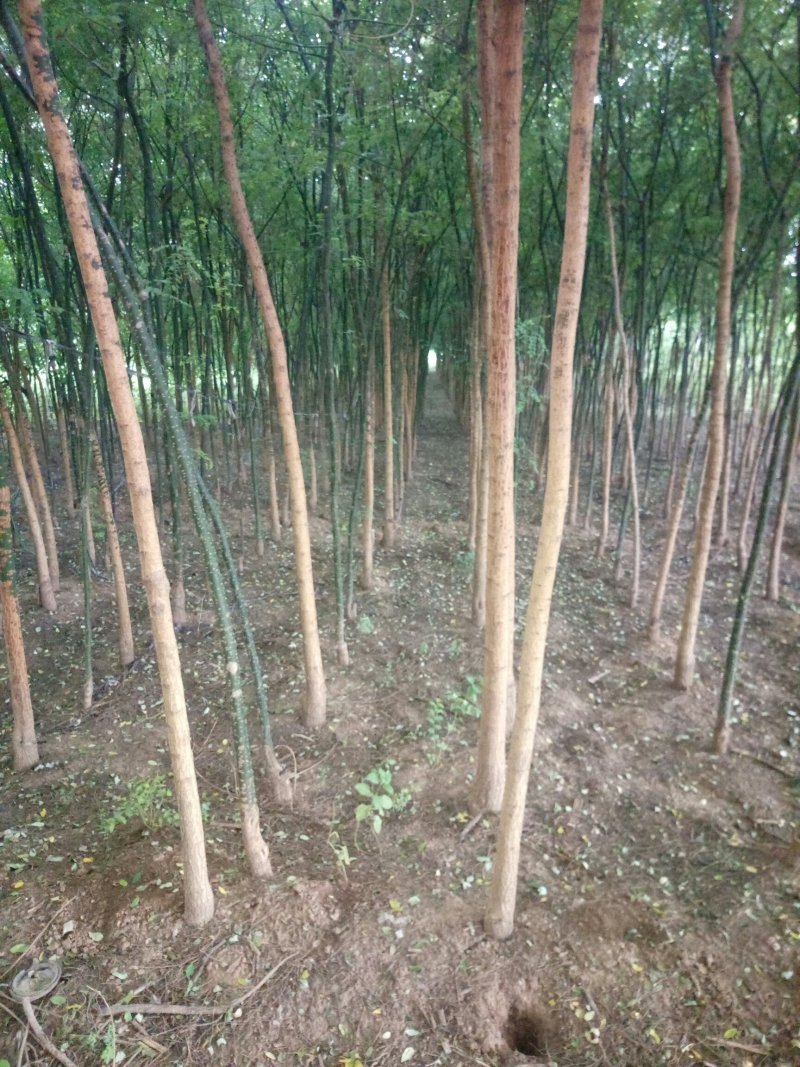 国槐