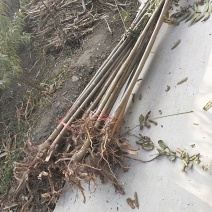 3公分香椿树