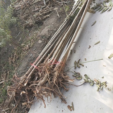 3公分香椿树