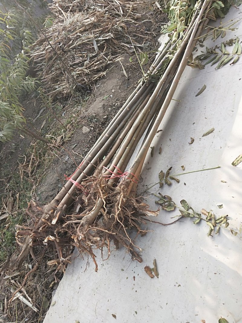 3公分香椿树