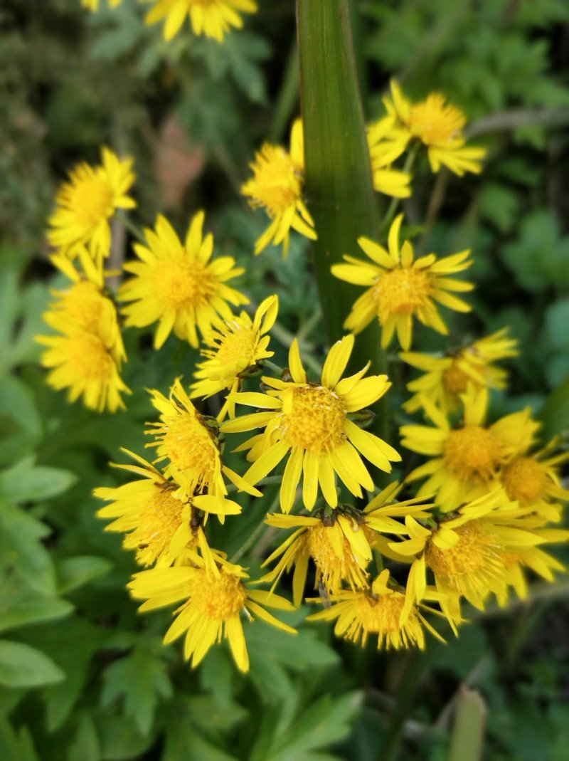 正宗野菊花