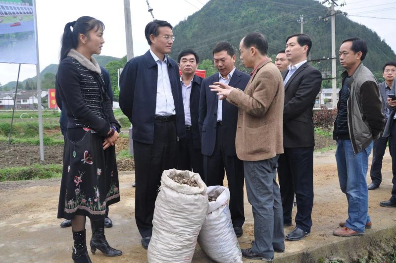 紫花三叉大白芨