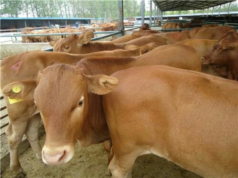 肉牛肉牛王包成活包技术补贴1000元送锄草机，免费送货