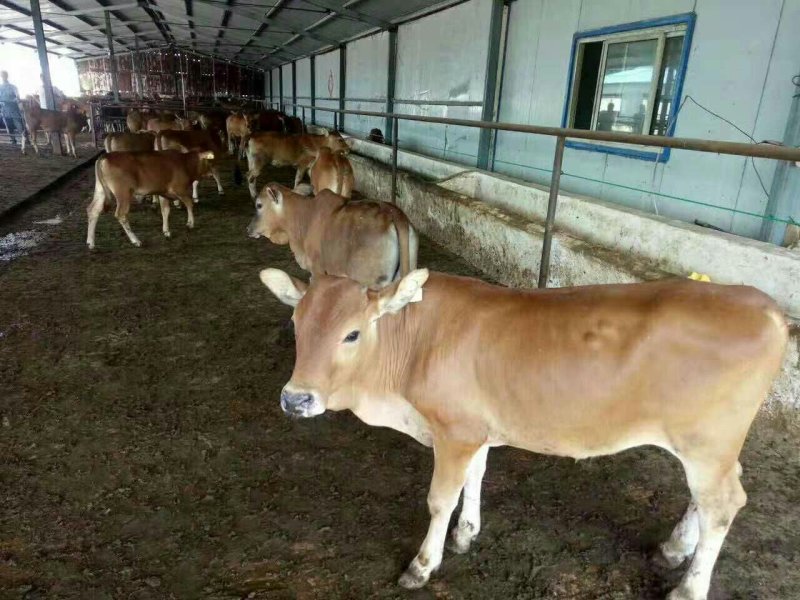 肉牛肉牛王包成活包技术补贴1000元送锄草机，免费送货