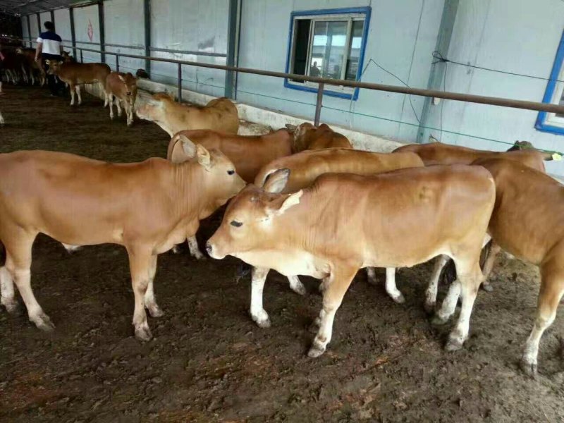 肉牛肉牛王包成活包技术补贴1000元送锄草机，免费送货
