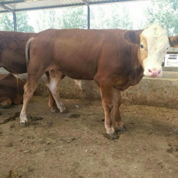 肉牛肉牛王包成活包技术补贴1000元送锄草机，免费送货
