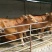 肉牛肉牛王包成活包技术补贴1000元送锄草机，免费送货