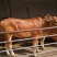 肉牛肉牛王包成活包技术补贴1000元送锄草机，免费送货
