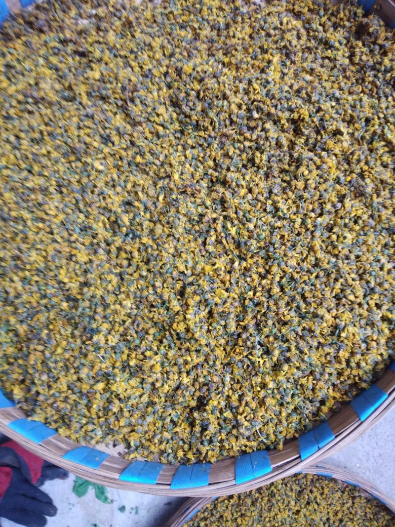 野菊花