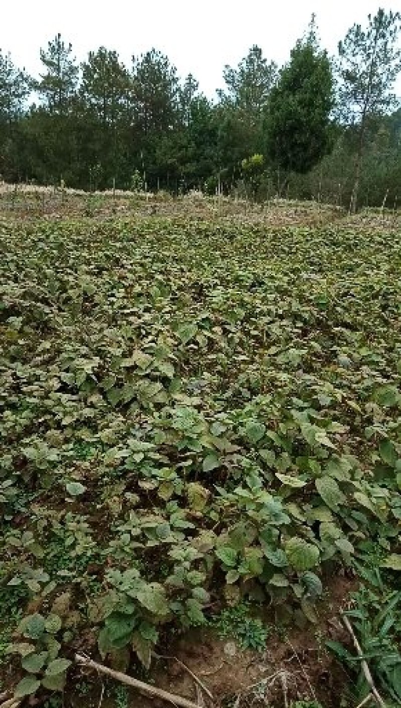 产地发货一年生猕猴桃实生苗，根系发达，无病害，