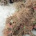 产地发货一年生猕猴桃实生苗，根系发达，无病害，