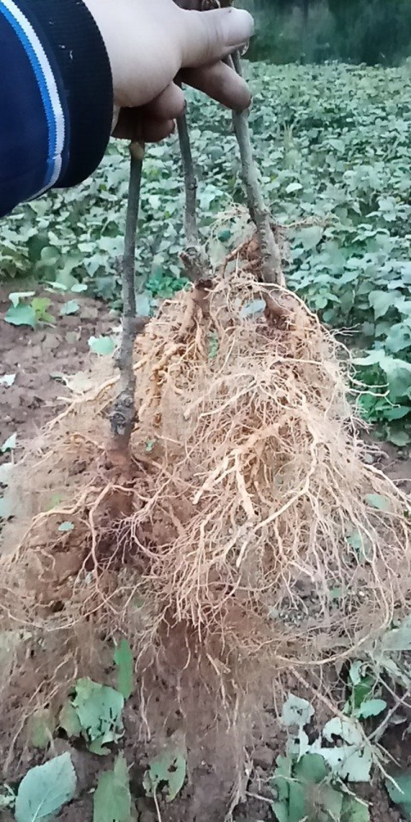 产地发货一年生猕猴桃实生苗，根系发达，无病害，