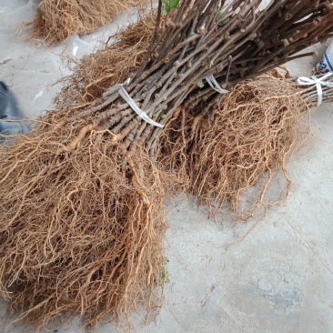 产地发货一年生猕猴桃实生苗，根系发达，无病害，