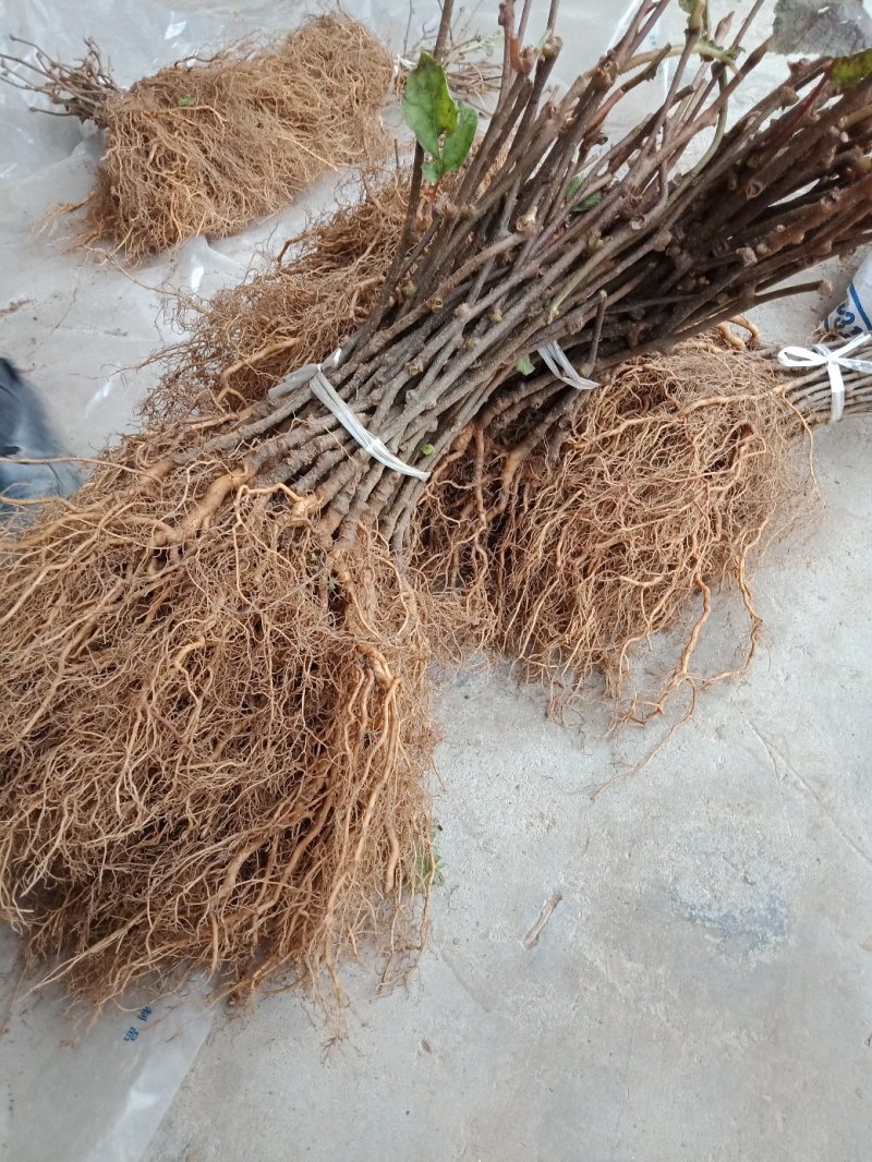 产地发货一年生猕猴桃实生苗，根系发达，无病害，
