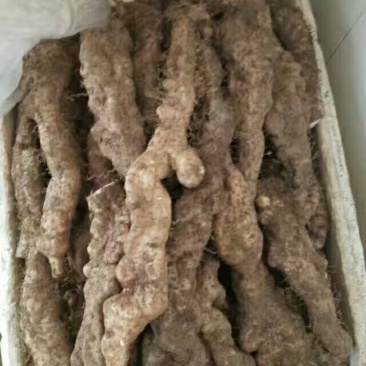 自种山药