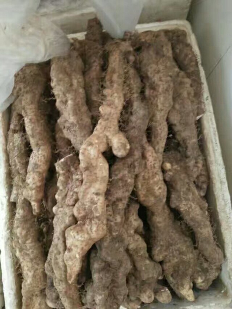 自种山药