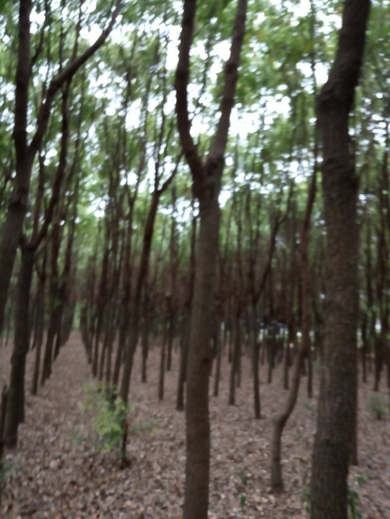 香樟(骨架，单杆):十至十五公分，一千棵，十二公分二百六