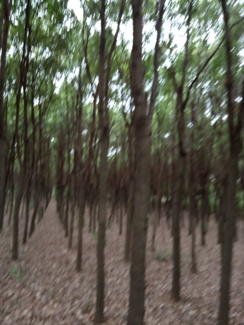 香樟(骨架，单杆):十至十五公分，一千棵，十二公分二百六