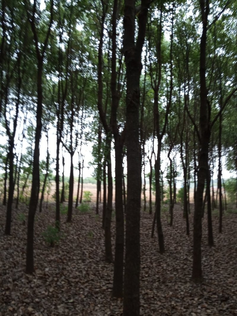 香樟(骨架，单杆):十至十五公分，一千棵，十二公分二百六