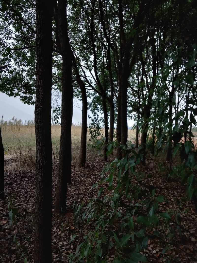 香樟(骨架，单杆):十至十五公分，一千棵，十二公分二百六