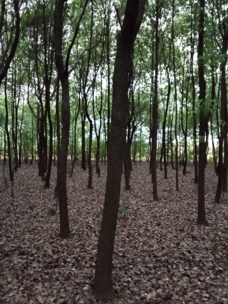 香樟(骨架，单杆):十至十五公分，一千棵，十二公分二百六