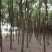 香樟(骨架，单杆):十至十五公分，一千棵，十二公分二百六