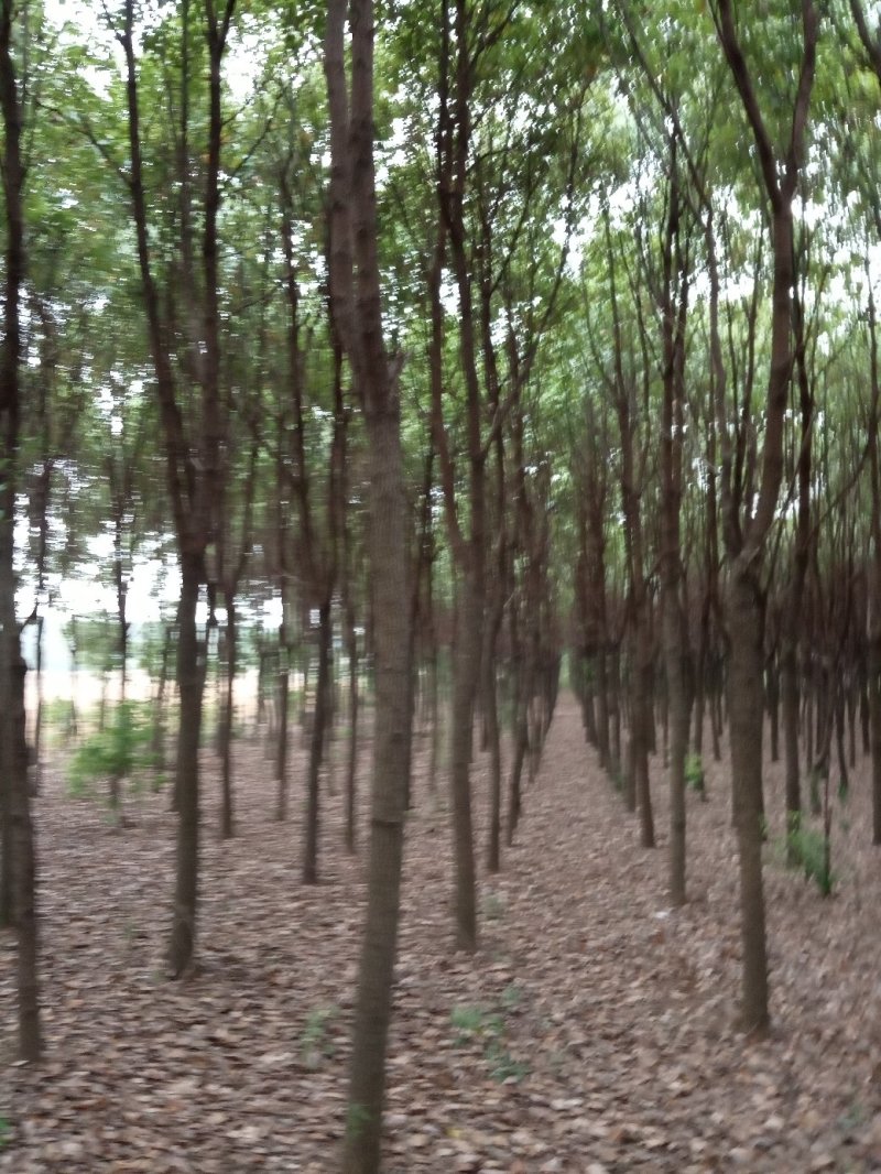 香樟(骨架，单杆):十至十五公分，一千棵，十二公分二百六