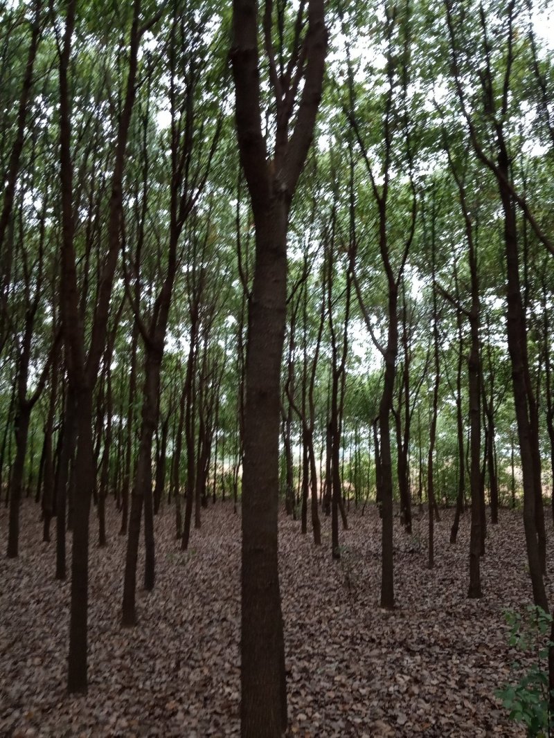 香樟(骨架，单杆):十至十五公分，一千棵，十二公分二百六