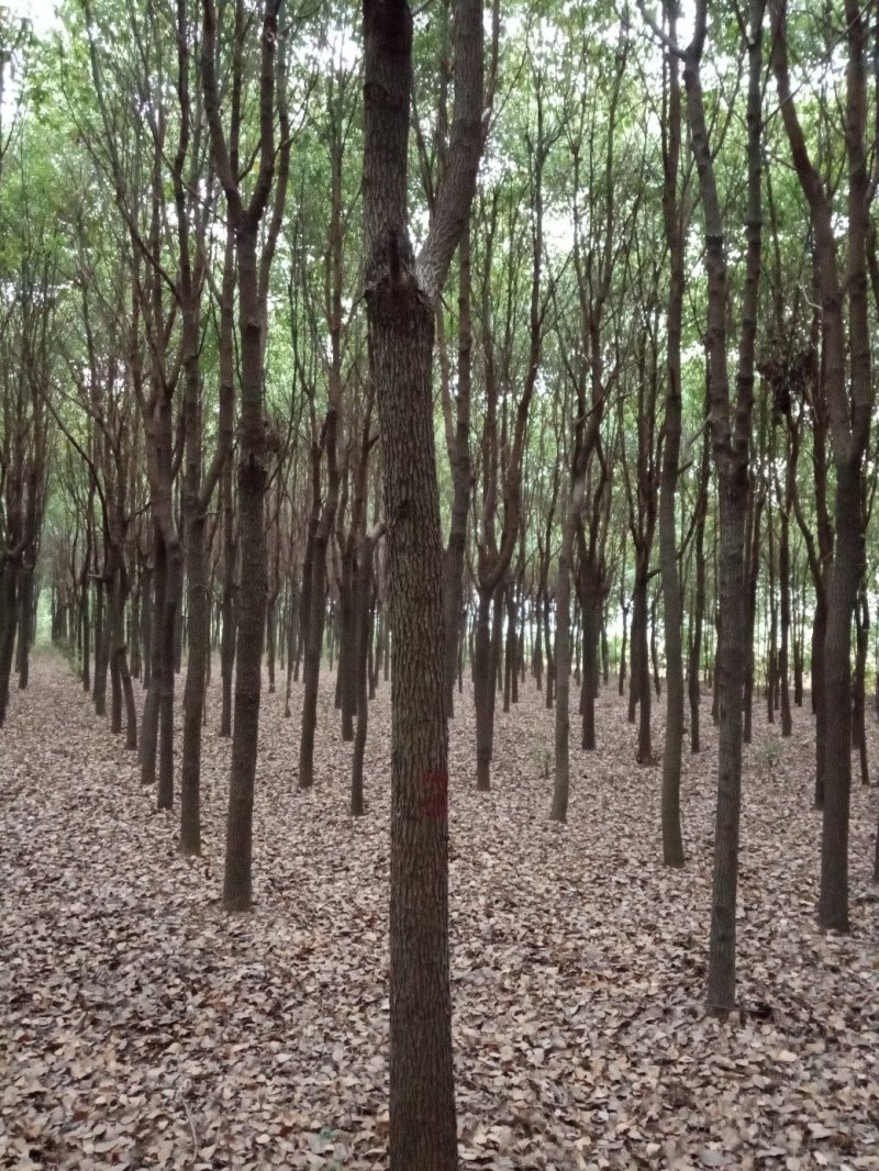 香樟(骨架，单杆):十至十五公分，一千棵，十二公分二百六