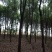 香樟(骨架，单杆):十至十五公分，一千棵，十二公分二百六