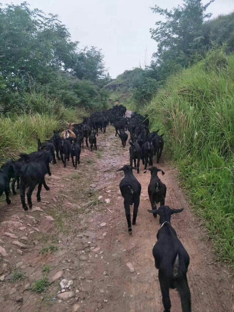 其它纯黑山羊