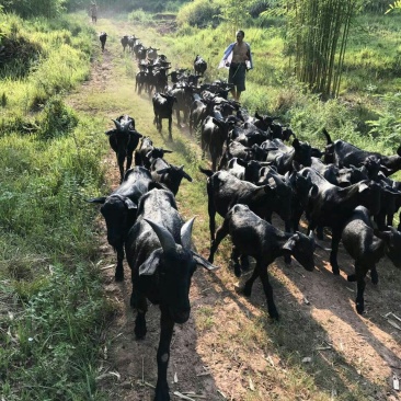 其它纯黑山羊