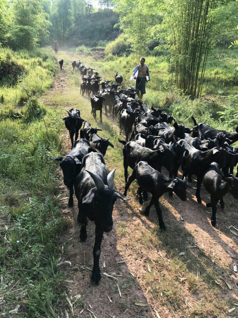其它纯黑山羊
