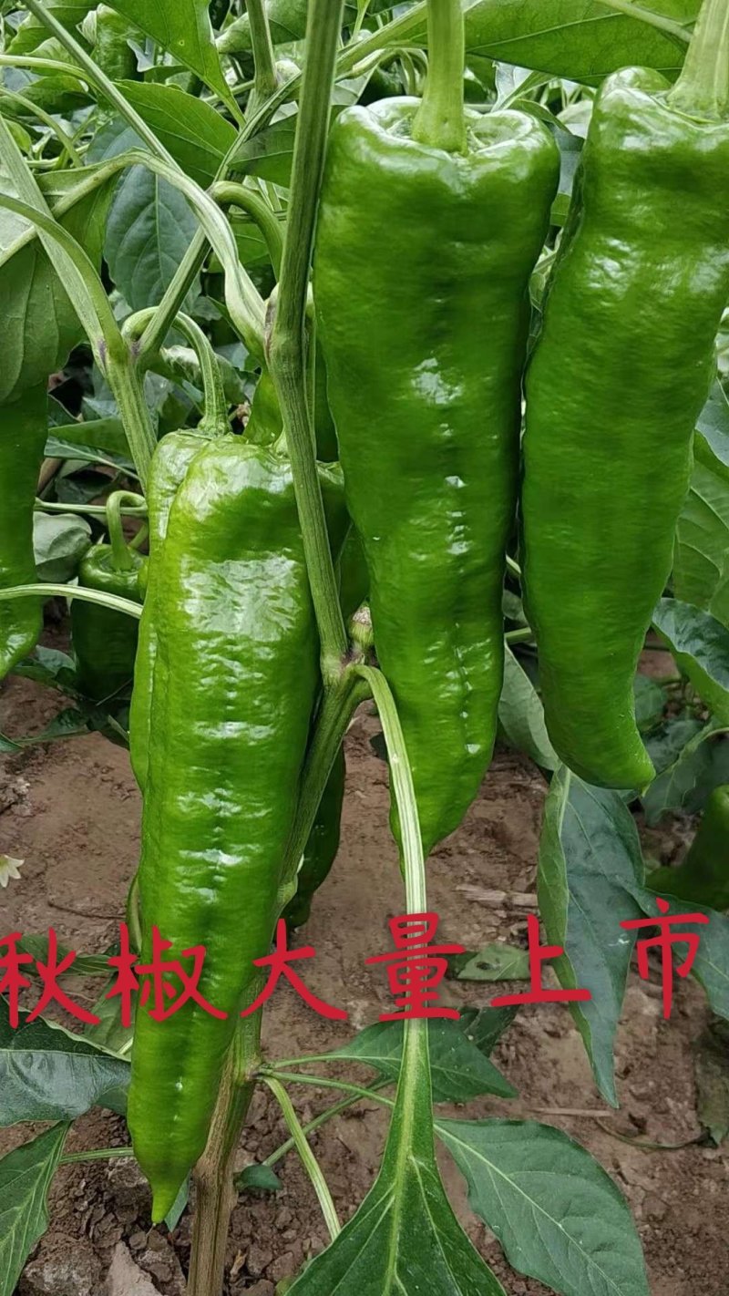 秋椒大量上市