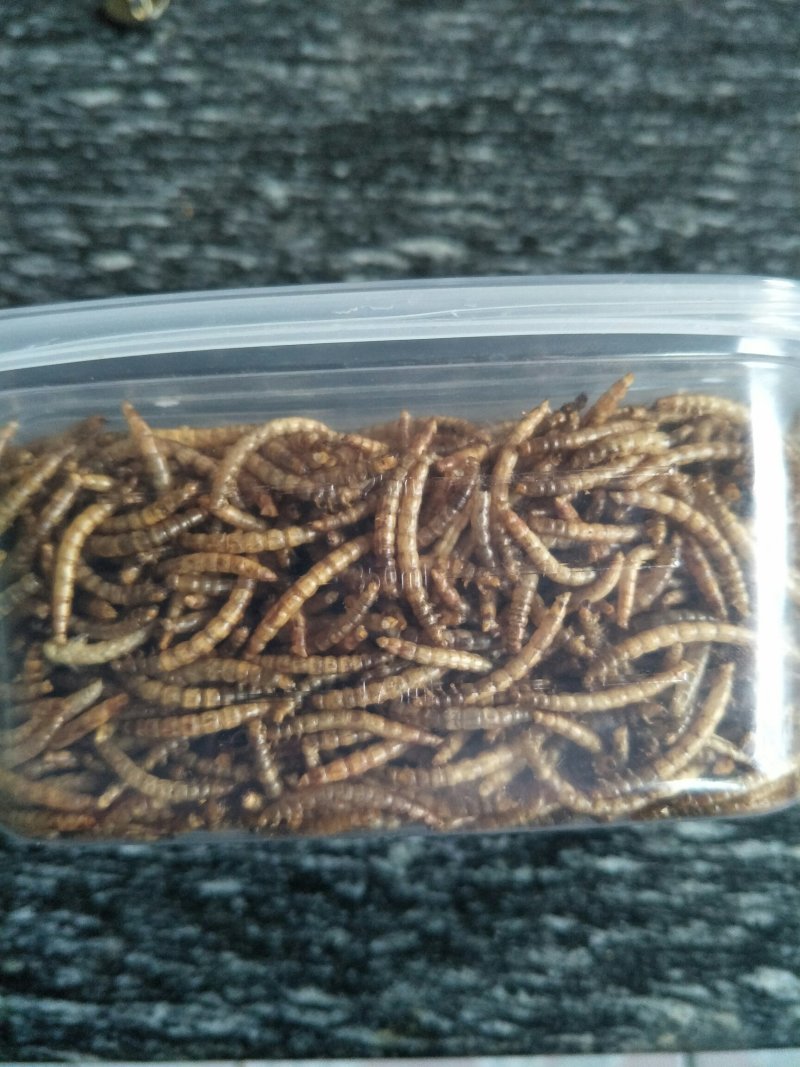 黄粉虫干虫