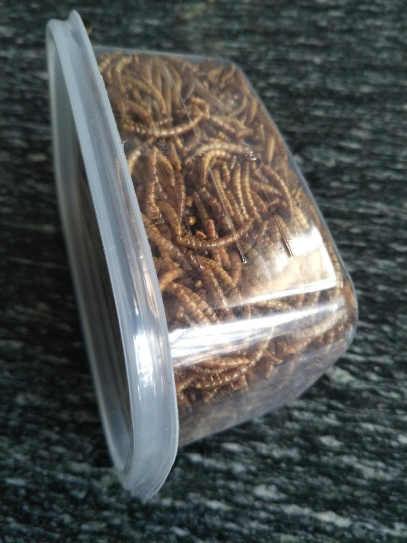 黄粉虫干虫