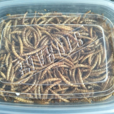 黄粉虫干虫