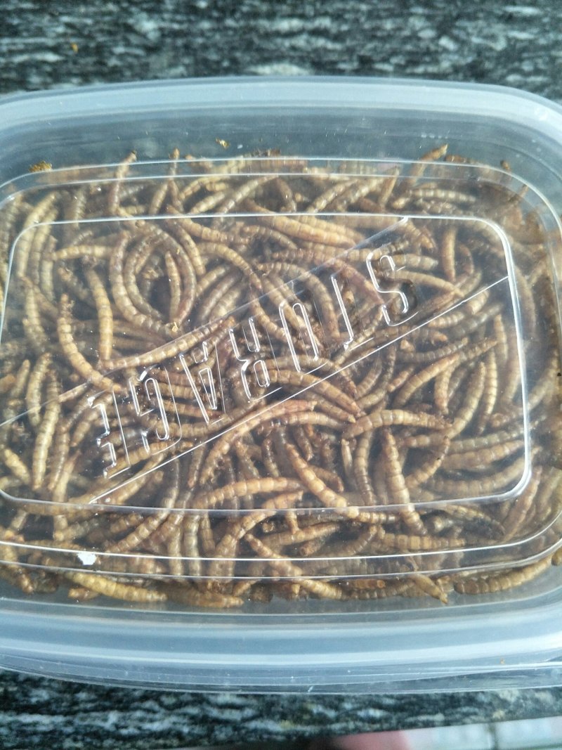 黄粉虫干虫