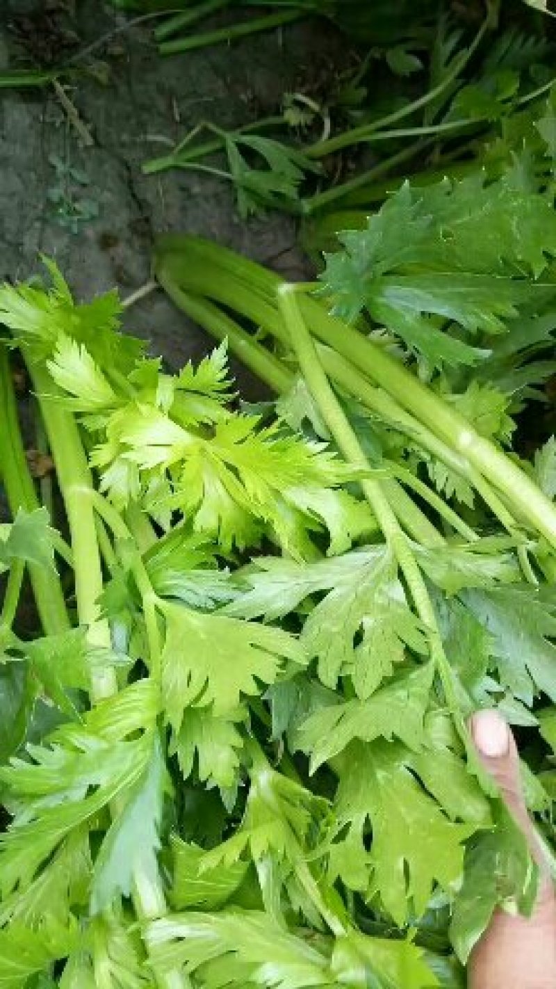 芹菜法国皇后西芹，产地直供，无干尖，65公分左右。