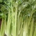 芹菜法国皇后西芹，产地直供，无干尖，65公分左右。