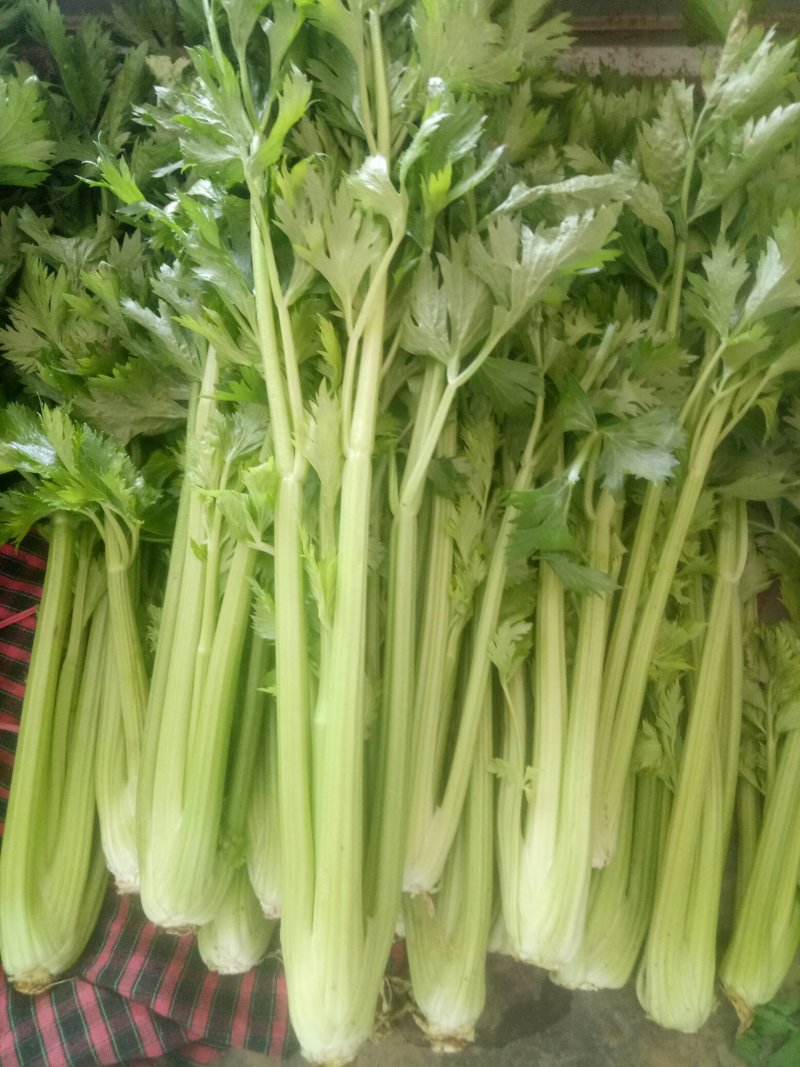 芹菜法国皇后西芹，产地直供，无干尖，65公分左右。