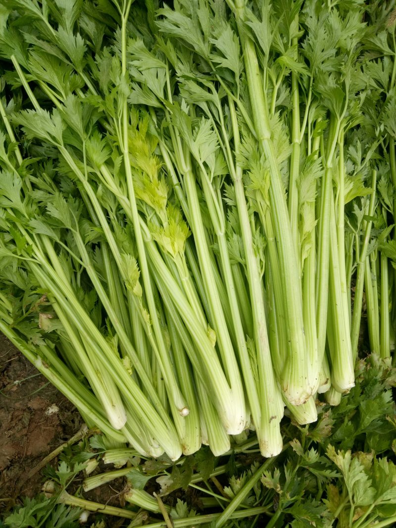 芹菜法国皇后西芹，产地直供，无干尖，65公分左右。