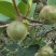 纯正野生茶油
