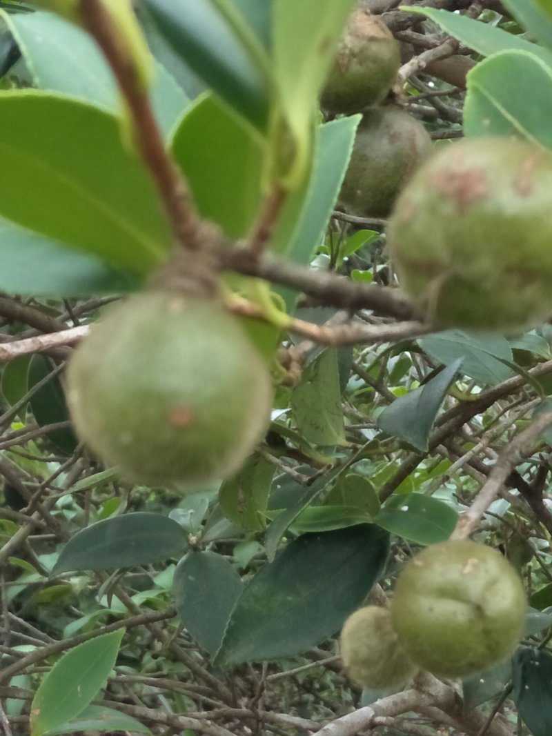 纯正野生茶油